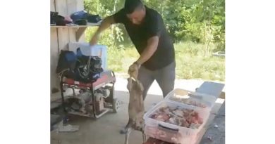 Buscan a un Sujeto que Asesinó Brutalmente a un Perro en Antioquia