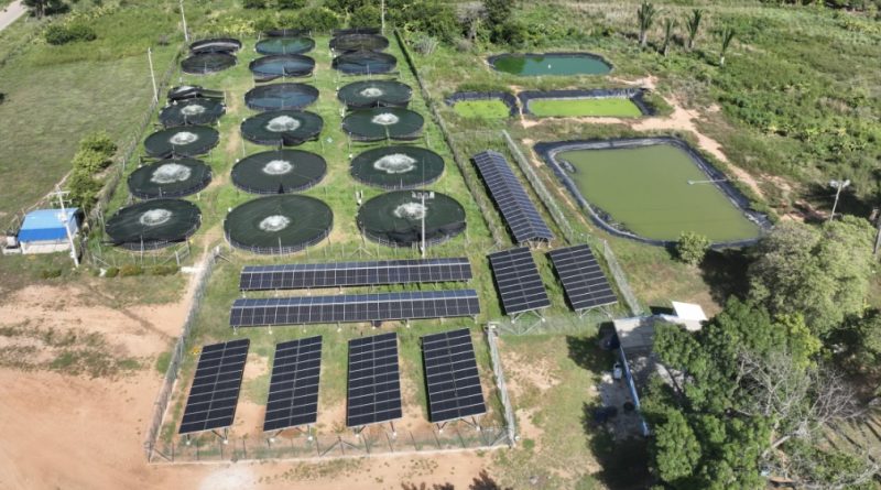 Primera granja piscícola autosostenible con energía solar nace en La Loma, Cesar